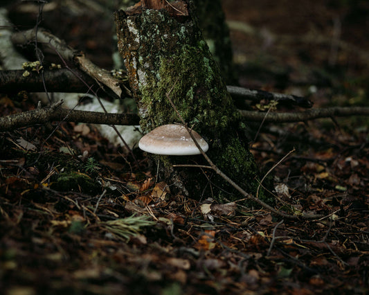 Rewild Your Soul Seasonal Adventure