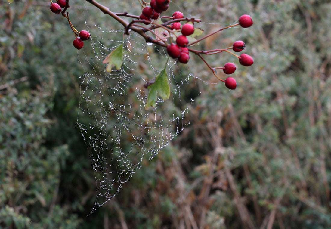 (Re)discovering magic in the natural world