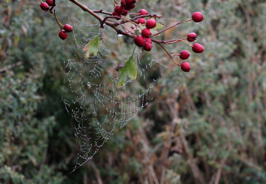 (Re)discovering magic in the natural world