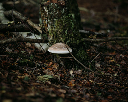 Rewild Your Soul Seasonal Adventure