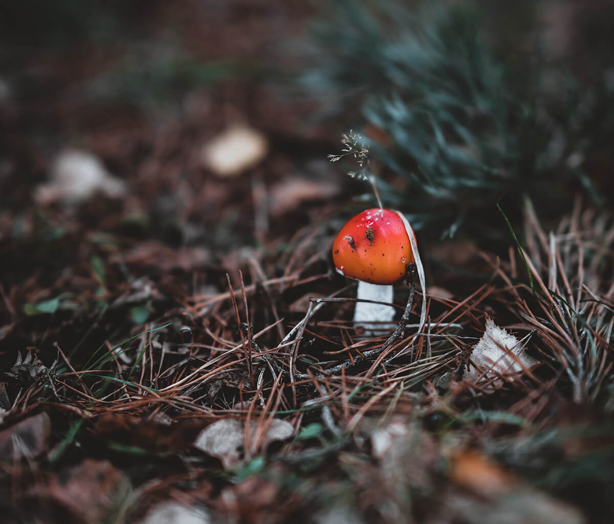 fly agaric mushroom in a pine wood for We Are Stardust's Rewild Your Soul programme, taken by Annie Spratt for Unsplash