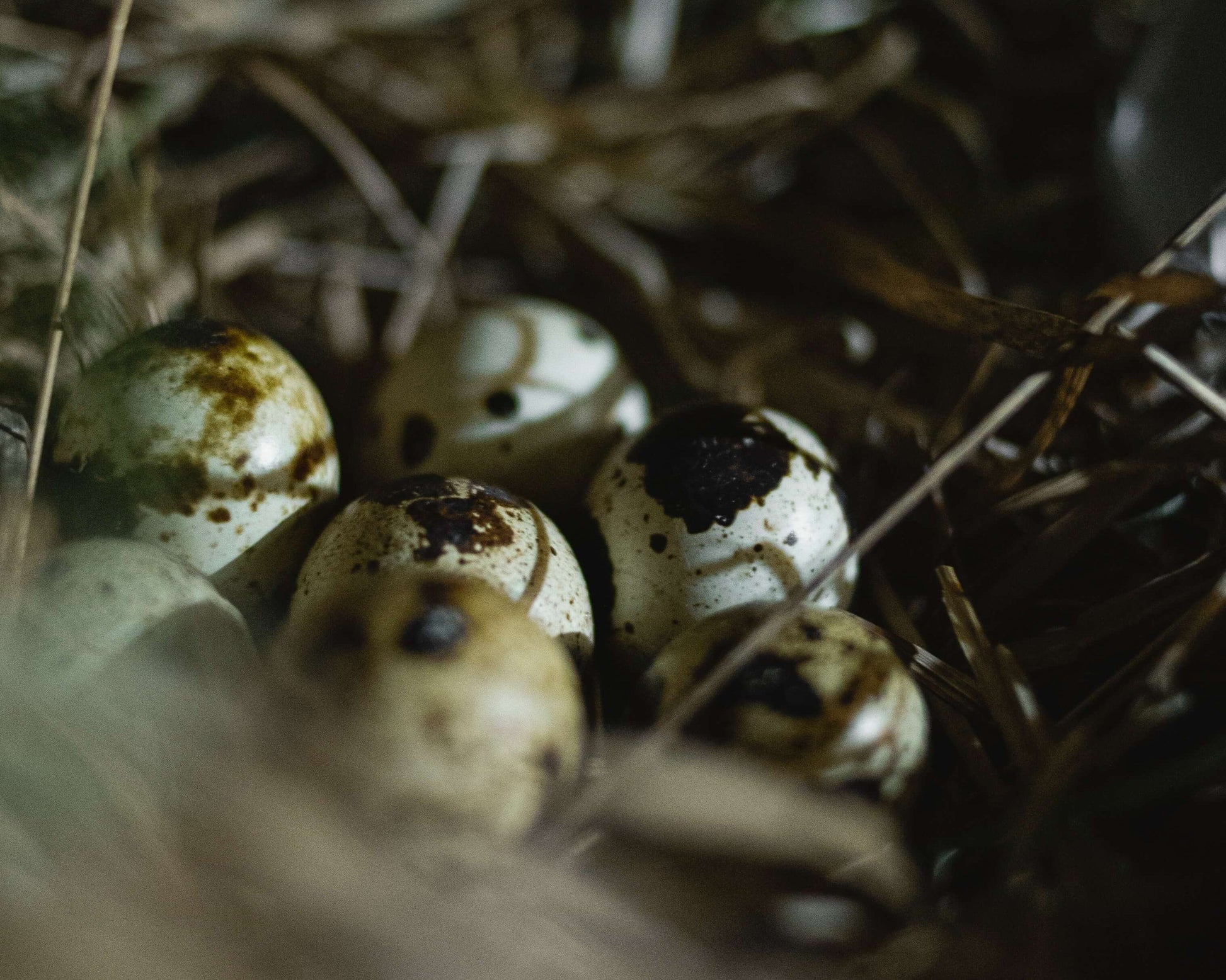 White eggs with brown speckles in nest close up