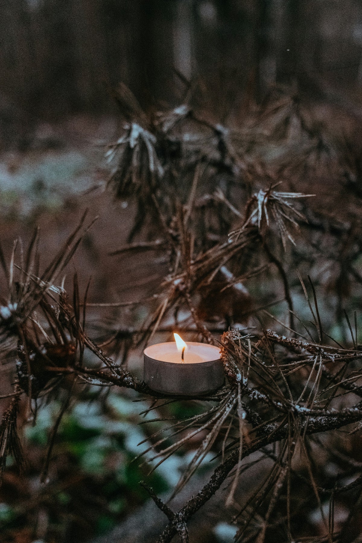 candle in pine tree