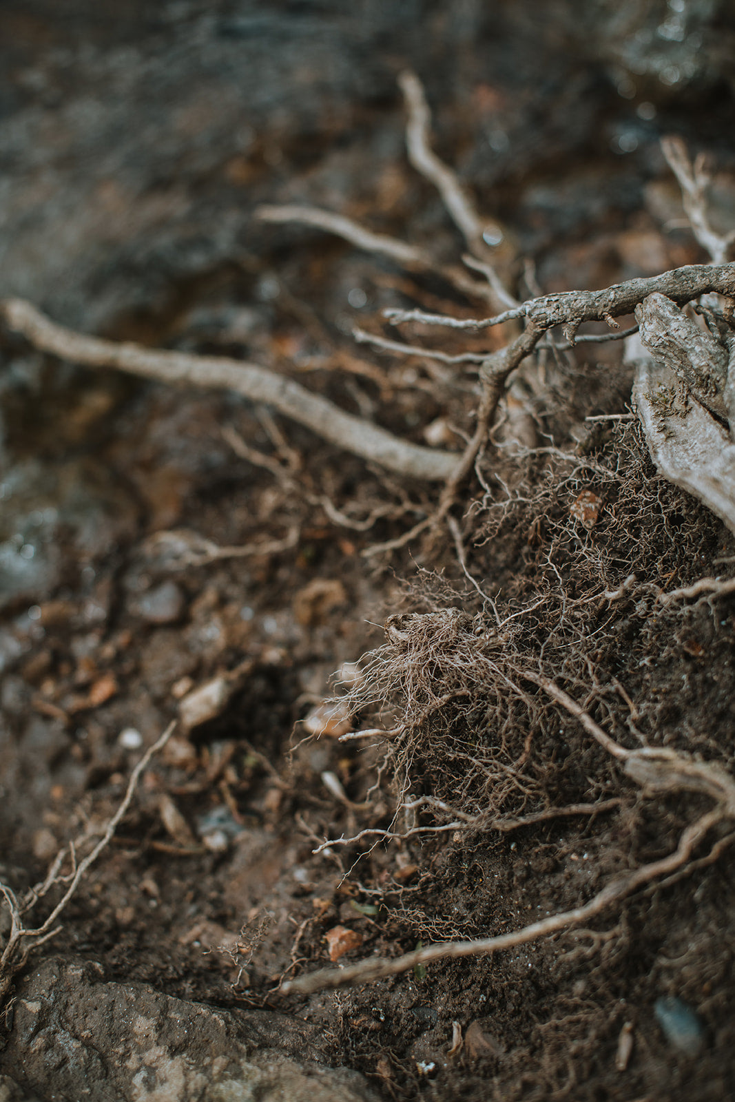 In search of | Mud and watercolour root painting