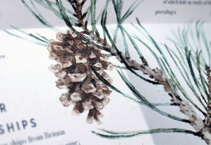 Seasonal nature guides bundle