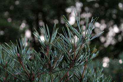 Seasonal nature guides bundle